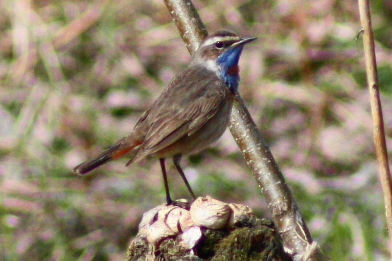 Blaukehlchen