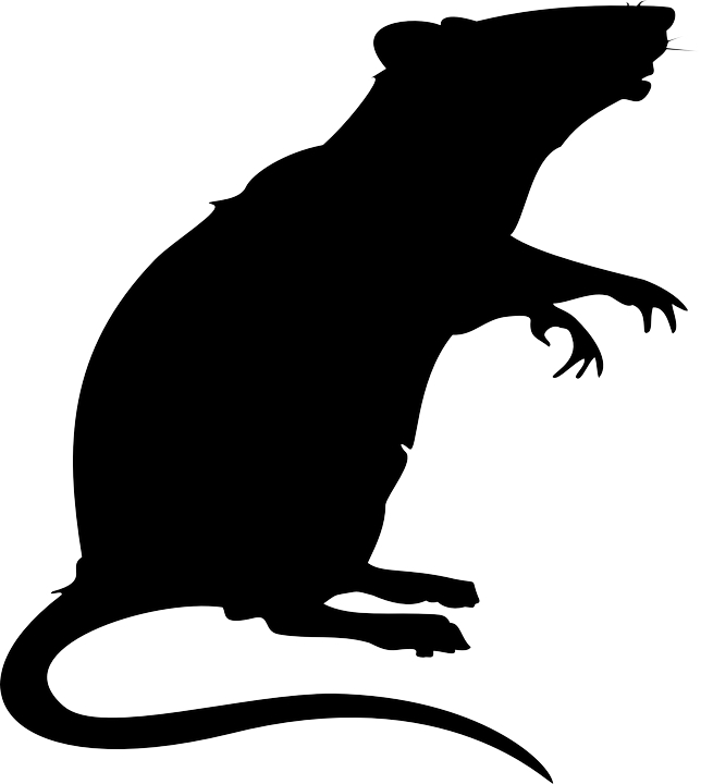 Ratte