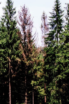Borkenkaeferbefall