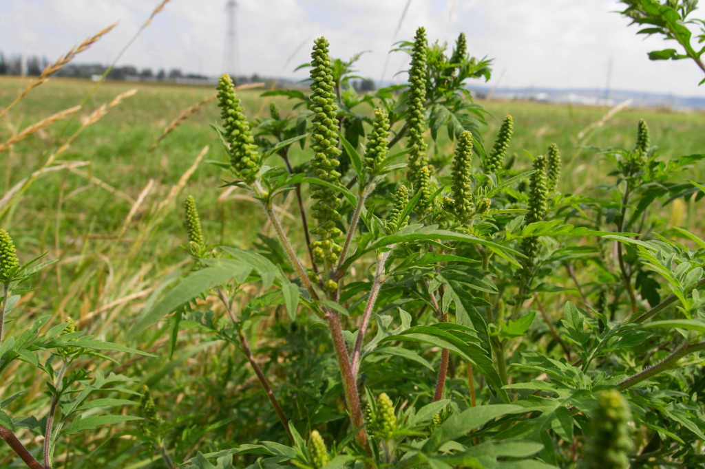 Ragweed