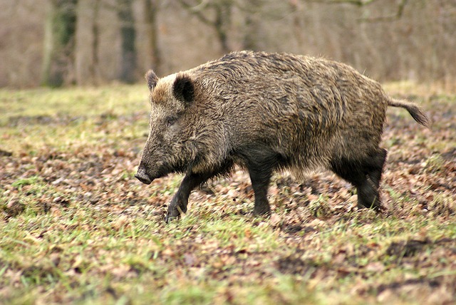 Wildschwein2