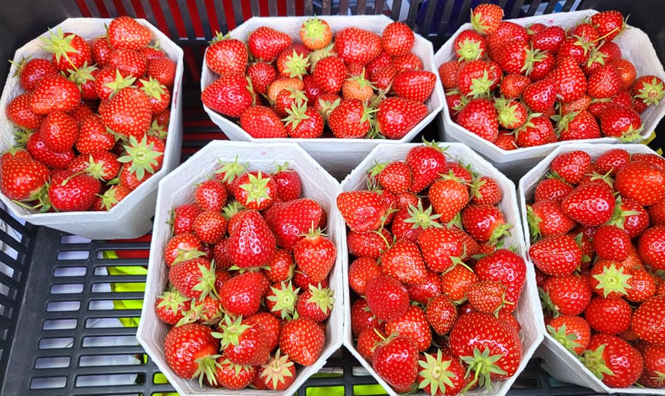 2023 05 29 Erdbeeren Kaiblinger